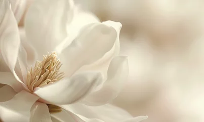Fotobehang Close-up of a delicate magnolia blossom against a soft blurred background, floral background © TheoTheWizard