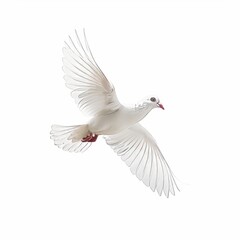 Obraz premium white pigeon in flight on a white background 