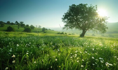 Sunlit green meadow, spring meadow background