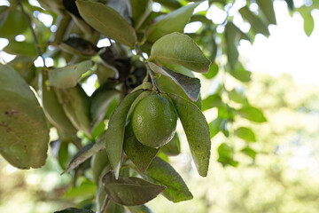 closeup on green fruits
