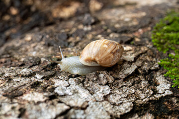 White Helicinan Snail