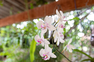 Orchid Flowering Plant