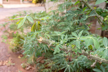 Cassava Plant Leaves