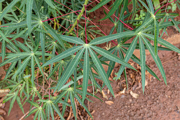 Cassava Plant Leaves