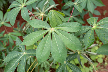 Cassava Plant Leaves