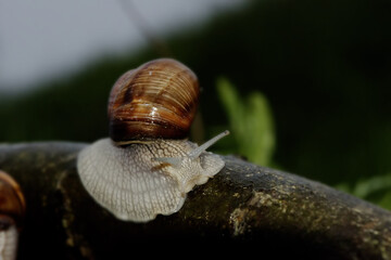Close-up shot of a small snail with a shell, walking on a wooden fence surrounded by nature. Isolated on a bokeh background.