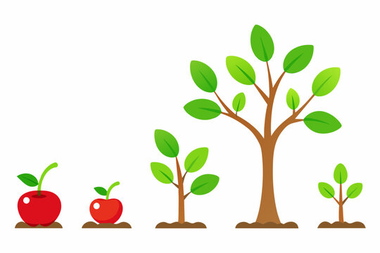 tree growth cycle vector illustration