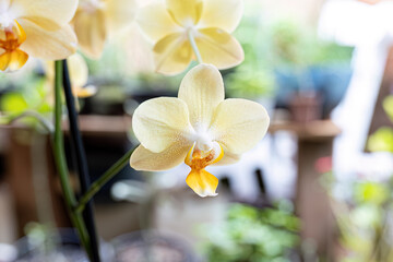 Orchid Flowering Plant