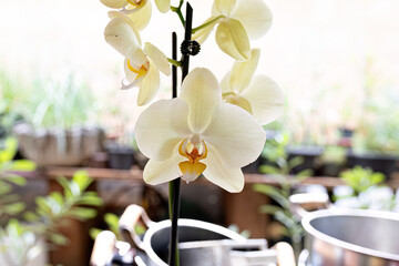 Orchid Flowering Plant