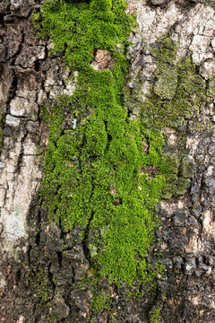 Green True Mosses