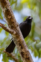 Black Chopi Blackbird