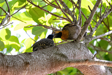 Campo Flicker Bird