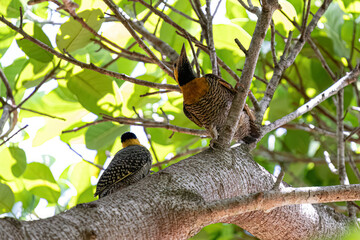 Campo Flicker Bird