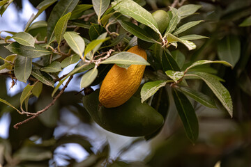 Foliage and Fruit of the plant oiti