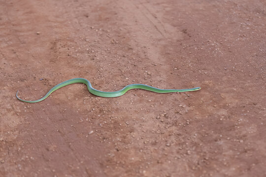 Brazilian Green Racer Snake