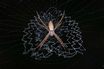 Small Silver Garden Orbweaver Spider
