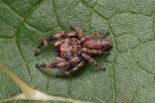 Small Jumping Spider