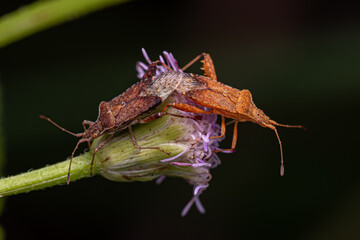 Adult Scentless Plant Bugs coupling