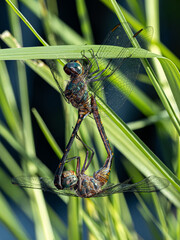 Adult Dragonflies Insects coupling