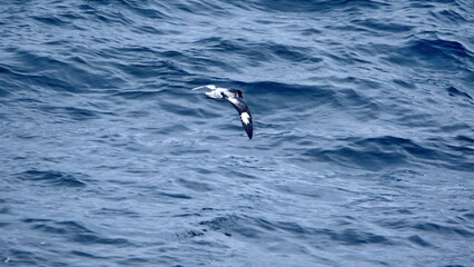 Cape petrel (Daption capense) in flight near Elephant Island, Antarctica