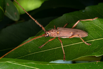 Adult Typical Longhorn Beetle