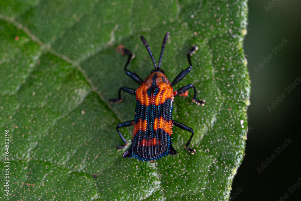 Sticker Adult Leaf Beetle