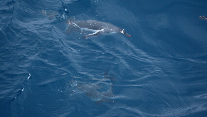 Fototapeta premium Gentoo penguins (Pygoscelis papua) swimming near Elephant Island, Antarctica