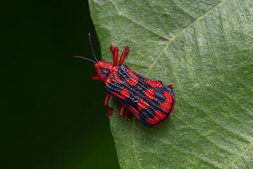 Adult Leaf Beetle