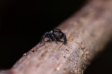 Small jumping spider