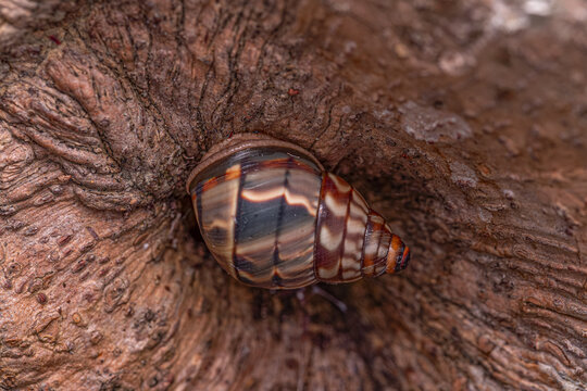 Common Land Snail