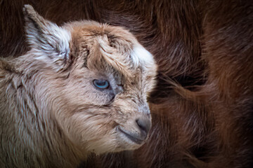 Close-Up of a Young Kid Goat with Blue Eyes