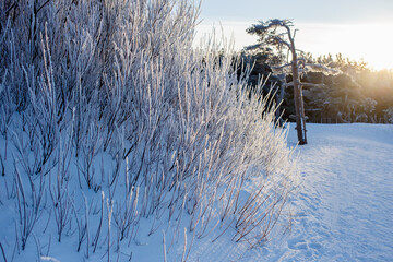 A freezing winter landscape with snowcovered trees and bushes on a snowy field