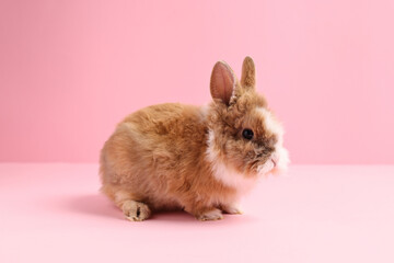 Cute little rabbit on pink background. Adorable pet