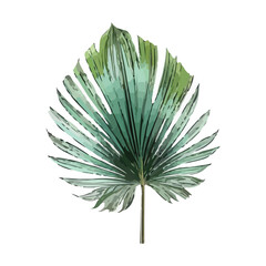 Full fresh fan shaped leaf of palmetto tree sketch