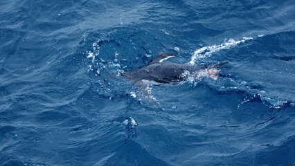 Naklejka premium Gentoo penguin (Pygoscelis papua) swimming near Elephant Island, Antarctica