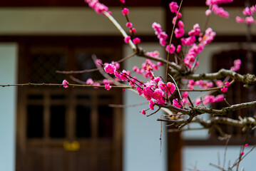 Kyoto, Japan - March 25 2016: The entrance of a temple building with a sakura tree