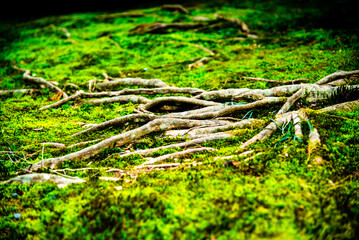 Kyoto, Japan - March 25 2016: Tree roots spreading in the forest