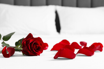 Honeymoon. Red rose and petals on bed, closeup