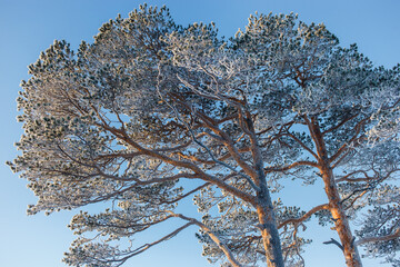Snowcovered tree against blue sky in natural landscape