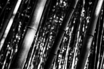 Kyoto, Japan - March 21 2016: A bamboo forest in Kyoto rural area