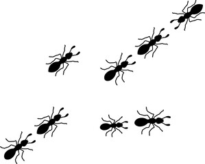 silhouette of ants that crawl on a white background, isolated, vector