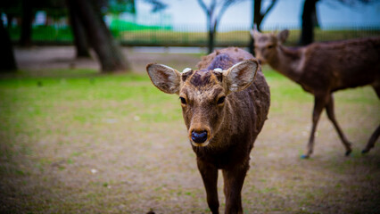 Fototapeta premium Nara, Japan - April 15 2016: A deer roaming in Nara park in Japan