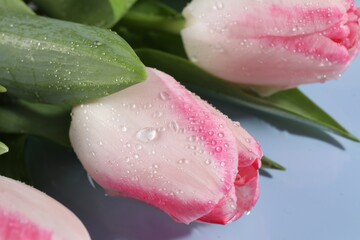 Beautiful pink tulips with water drops on light blue background, closeup