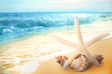 Starfish and shells on sandy beach near sea, space for text