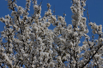 Schlehe mit weißen Blüten im Frühling.