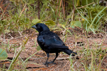 un zorzal posando en el bosque
