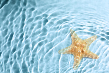 Fototapeta na wymiar Starfish in sea water, top view. Space for text