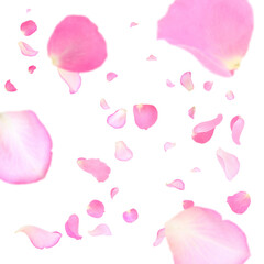 Fototapeta premium Pink rose petals flying on white background