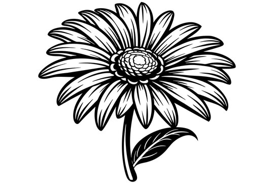 Daisy flower silhouette vector art illustration