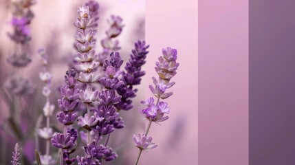 Gentle lavender melting into dusty rose shades  AI generated illustration